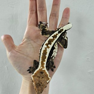 Cappuccino White Pin White Crown