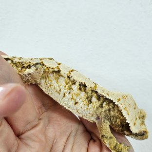 Tri Extreme Harlequin