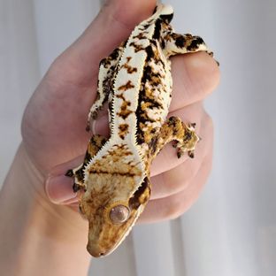 Tri Extreme Harlequin White Pin Tangerine