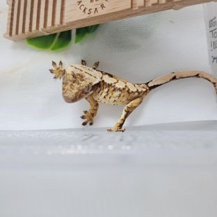 트라이 익스트림할리퀸