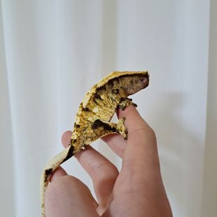 Extreme Harlequin Black Tiger