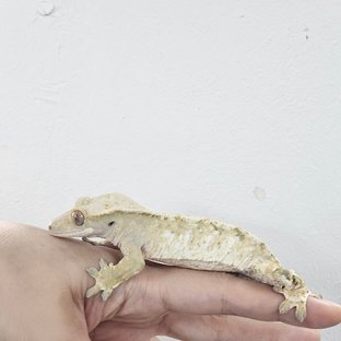 Normal Tri Extreme Harlequin White White Spot White Porthole