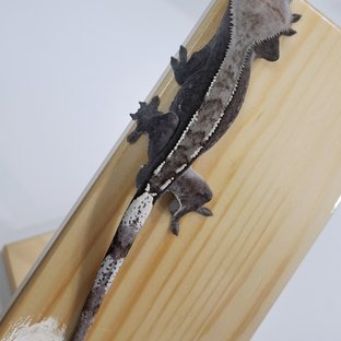 아잔틱