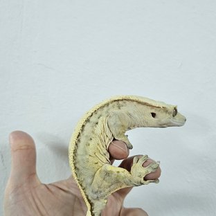 Cream Creamsicle