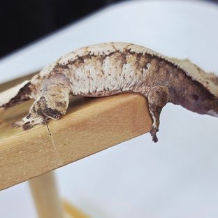 트라이 익스트림할리퀸
