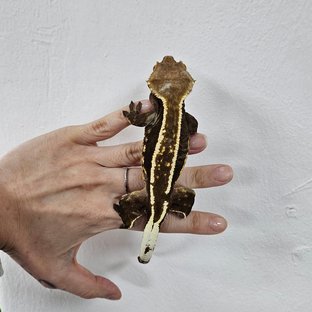 Empty Back Dark Black