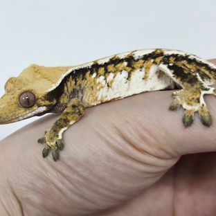 Tri Extreme Harlequin White Spot White Pin