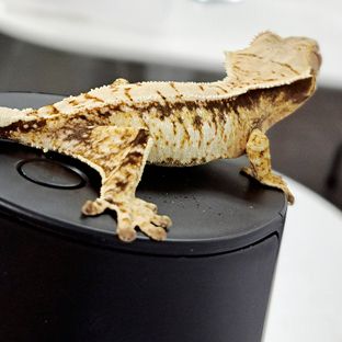 Tri Extreme Harlequin White Spot