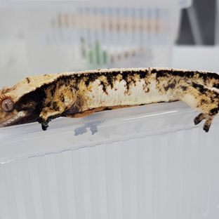 바브 트라이 익스트림할리퀸