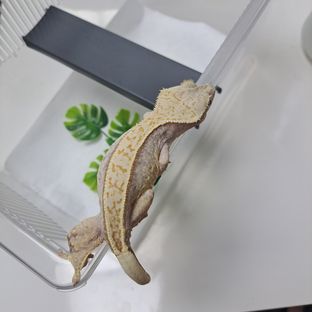 풀핀 노멀