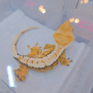 트라이 익스트림할리퀸 화이트포트홀