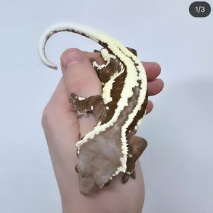 레드 프라푸치노