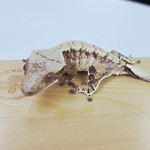 트라이 익스트림할리퀸