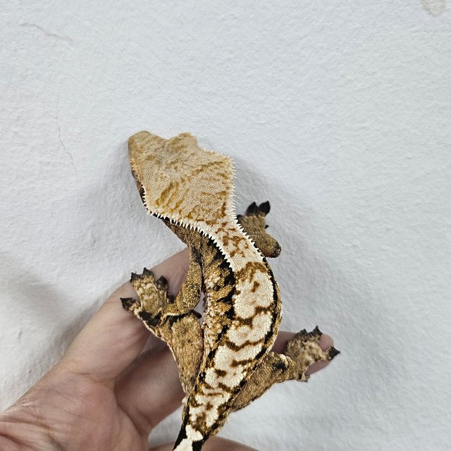 Normal Tri Extreme Harlequin Tangerine