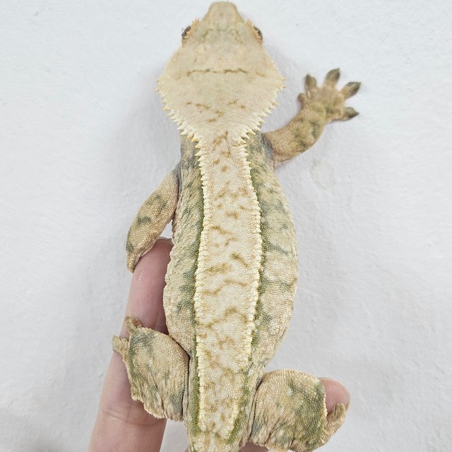 Normal Tri Extreme Harlequin