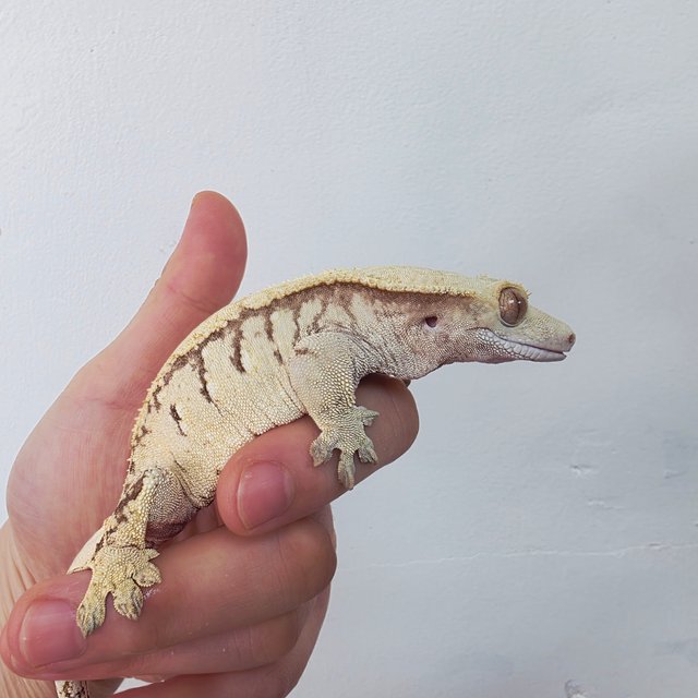 노멀 익스트림할리퀸