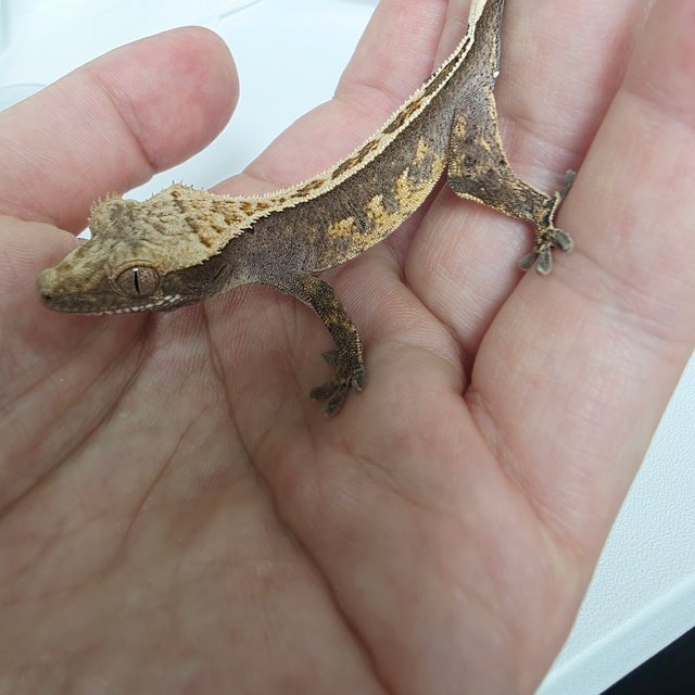 100% Het Axanthic Full Pinstripe