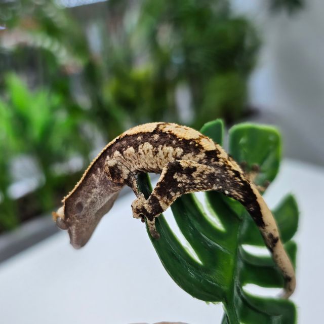 Tri Extreme Harlequin