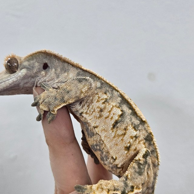 Normal Tri Extreme Harlequin