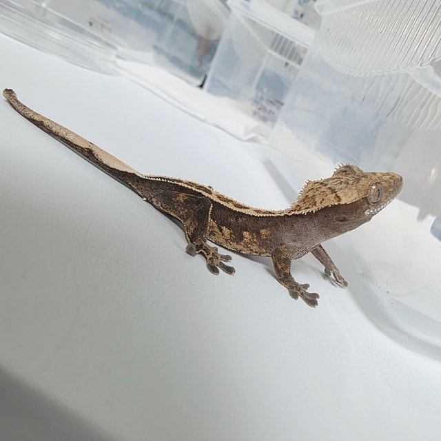 100% Het Axanthic Full Pinstripe