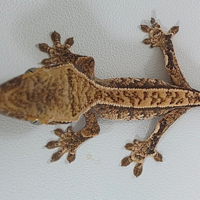 Normal Full Pinstripe