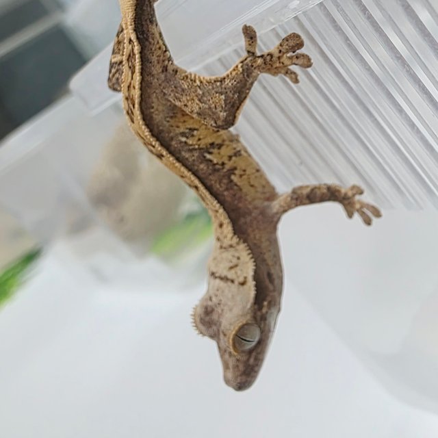 Full Pinstripe Normal Pinstripe