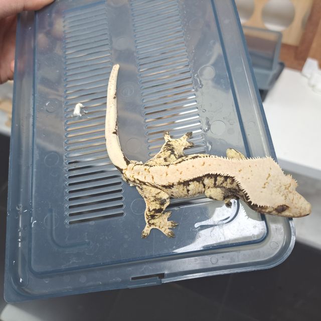 Extreme Harlequin Solid Back White Spot