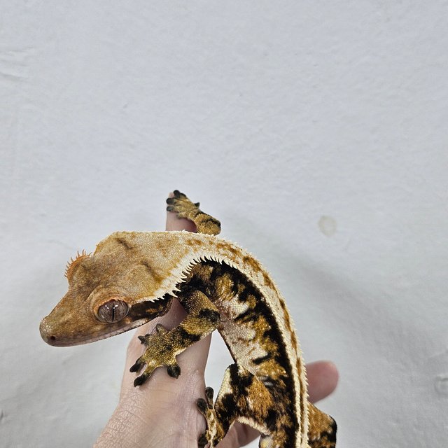 Tri Tangerine Extreme Harlequin Normal