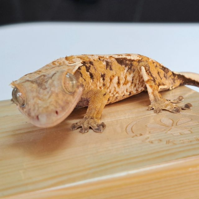 Tri Extreme Harlequin