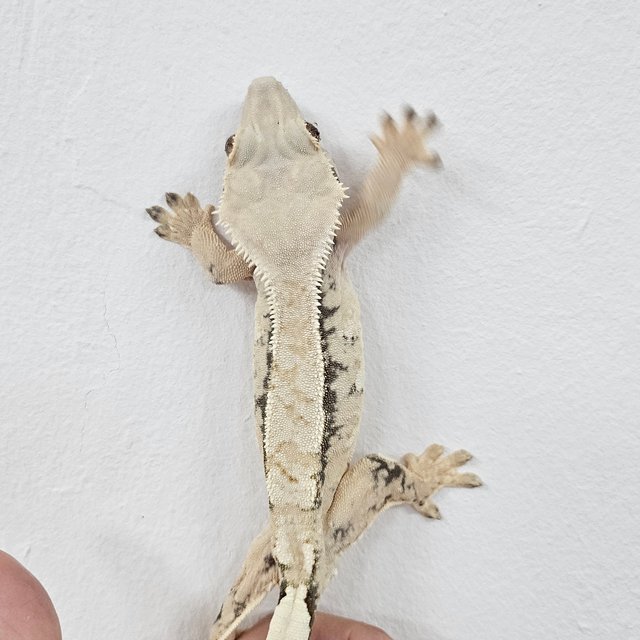 Extreme Harlequin Tri Normal White