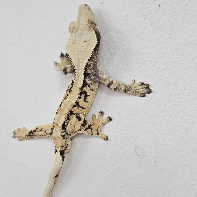Normal Tri Extreme Harlequin