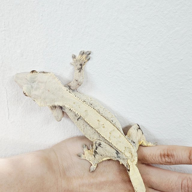 Normal Tri Extreme Harlequin White