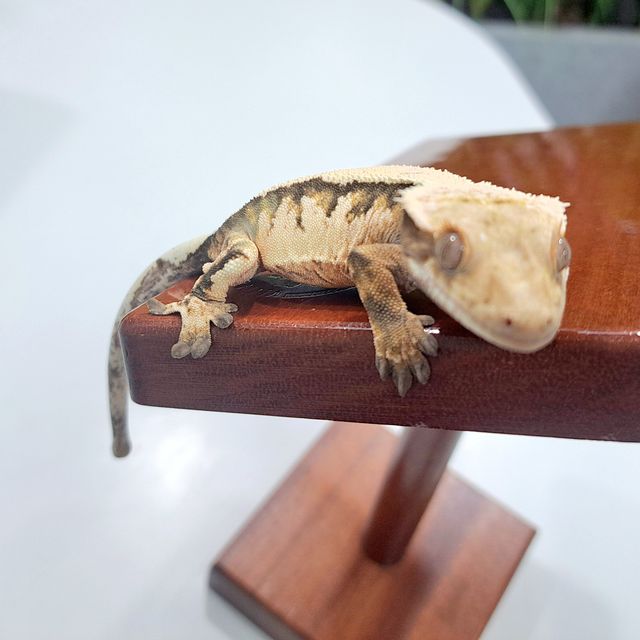 세이블
