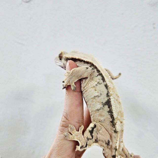 Extreme Harlequin Tri Normal White