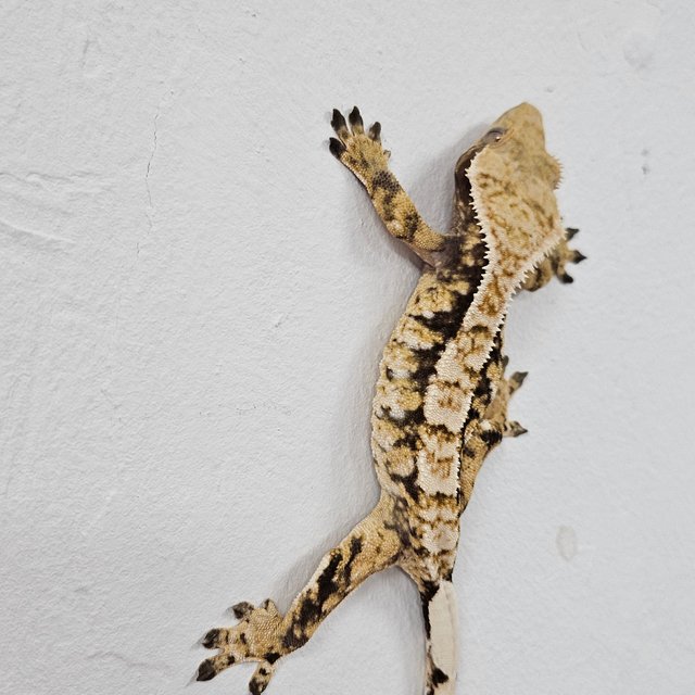 Normal Tri Extreme Harlequin