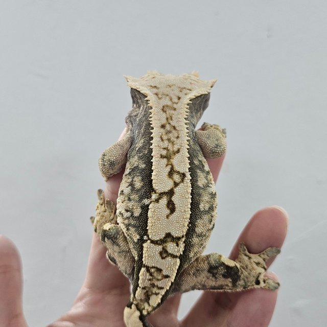 Normal Tri Extreme Harlequin