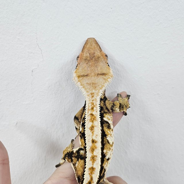 Tri Tangerine Extreme Harlequin Normal