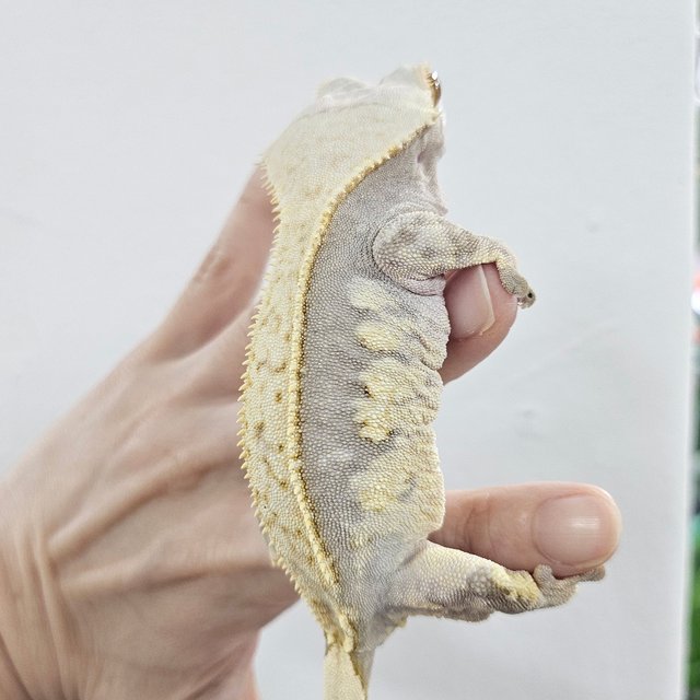 Normal Extreme Harlequin