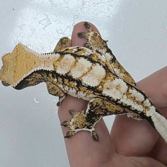 Extreme Harlequin Tri White Spot White Pin