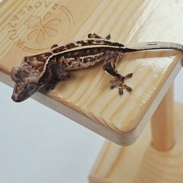 엠티백 카푸치노