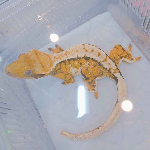 트라이 익스트림할리퀸 화이트포트홀