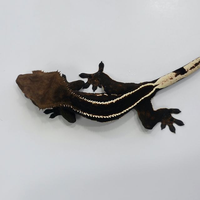 다크 풀핀 엠티백 오닉스