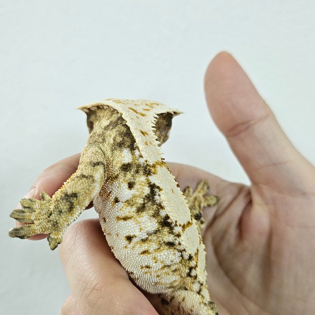 Tri Extreme Harlequin