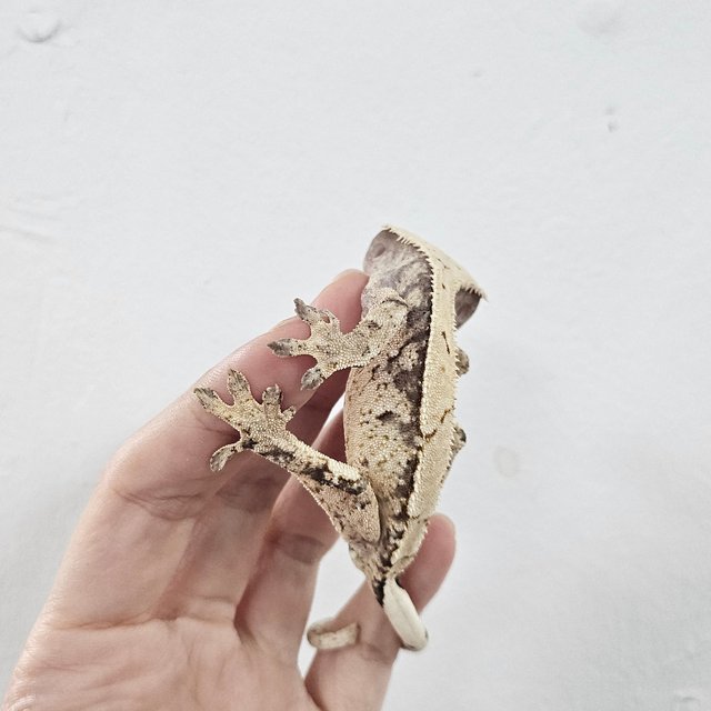 Normal 100% Het Axanthic