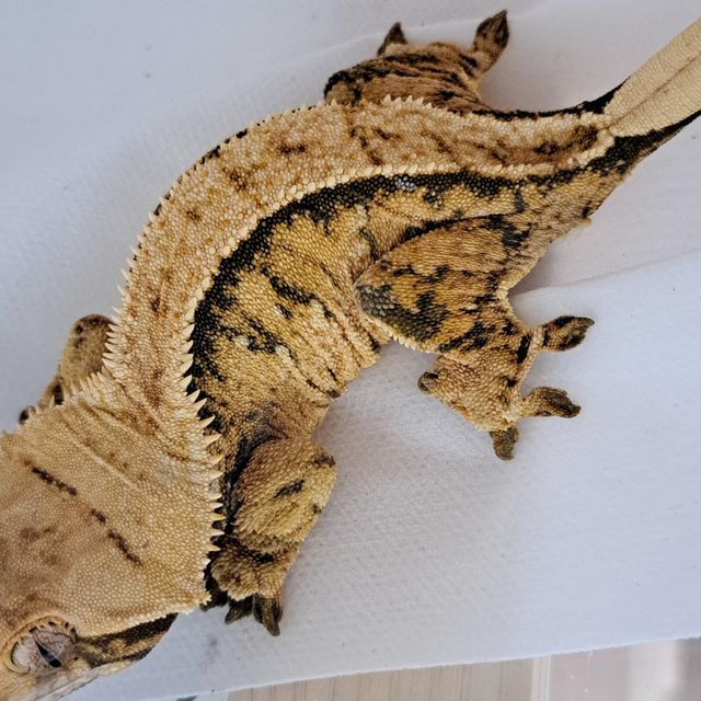 Tri Extreme Harlequin