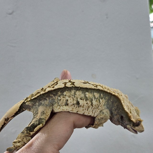 Normal Tri Extreme Harlequin