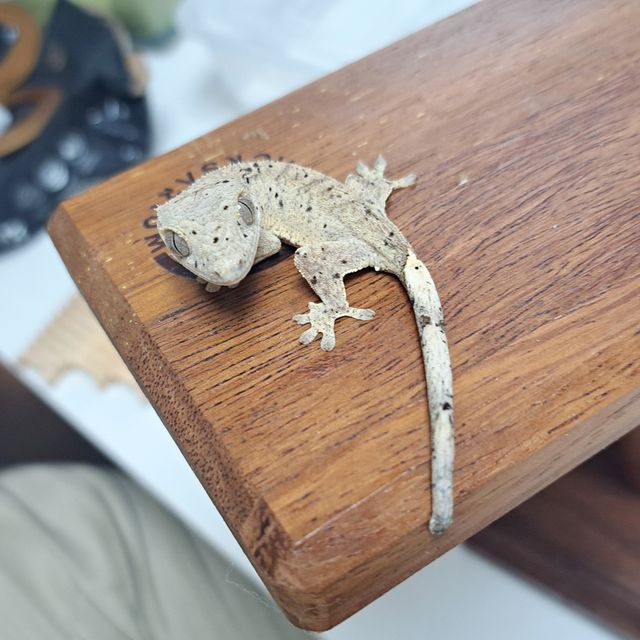 달마시안 슈퍼달마시안
