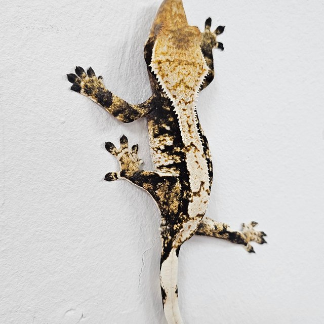 Normal Tri Dark White Extreme Harlequin