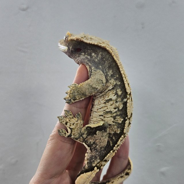 Normal Tri Extreme Harlequin