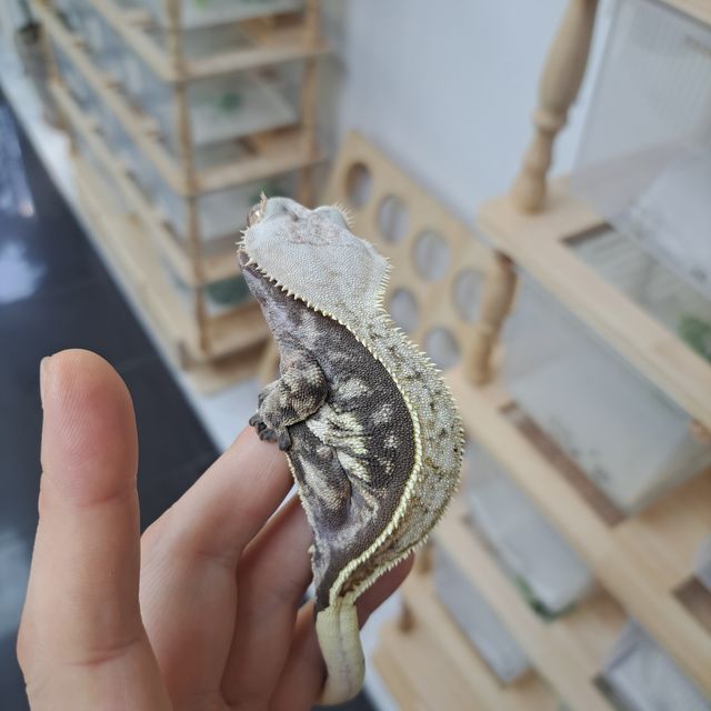 다크 풀핀 화이트